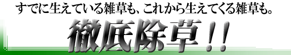 スズメバチは何度も巣を作りかえる