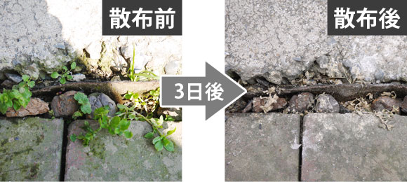 草枯れ一番プラス 使用例