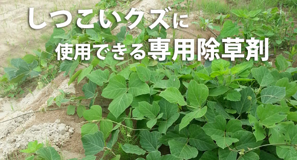 お庭の雑草 クズ 葛 ササ 笹 など 除草剤 販売 価格 資材販売アイエイチエス