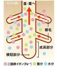 活力素メネデール l 資材販売アイエイチエス