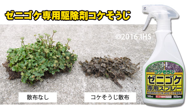 ゼニゴケの駆除方法 おすすめ除草剤