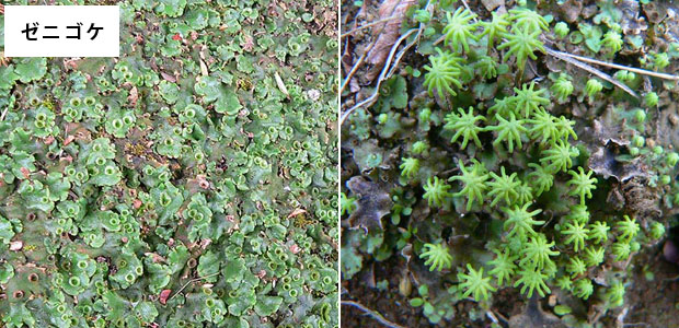 除草剤散布後に発生する庭の藻や苔 どう退治すればいいの