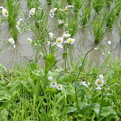 秋に生える雑草の種類まとめ