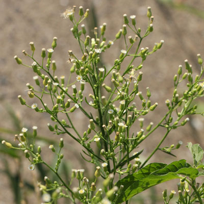 秋に生える雑草の種類まとめ