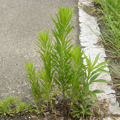 秋に生える雑草の種類まとめ