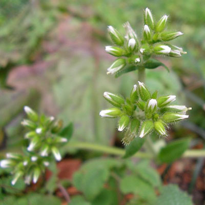 秋に生える雑草の種類まとめ