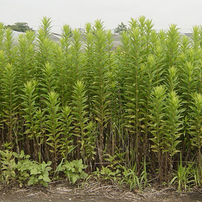 秋に生える雑草の種類まとめ