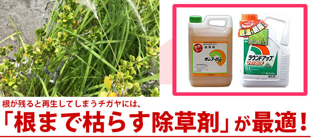 チガヤの駆除方法 おすすめ除草剤