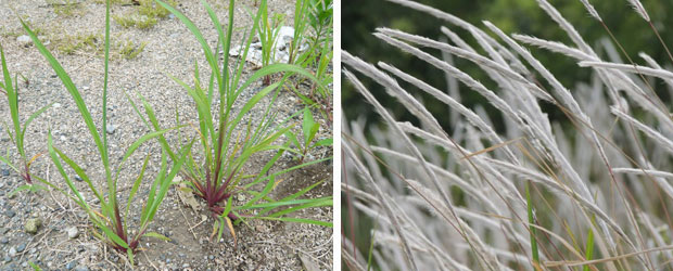 チガヤの駆除方法 おすすめ除草剤