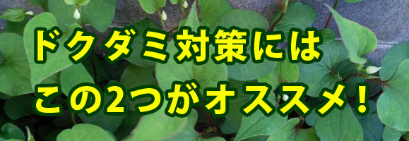 ドクダミの駆除方法 おすすめ除草剤