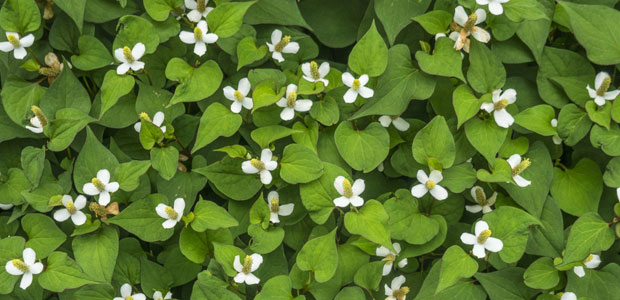 ドクダミの駆除方法 おすすめ除草剤