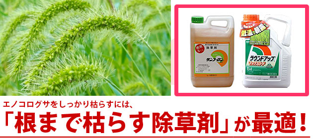 雑草 エノコログサの駆除方法 おすすめ除草剤 雑草 エノコログサの駆除方法 おすすめ除草剤