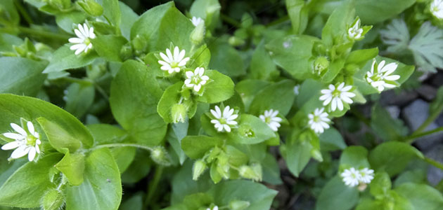 雑草 ハコベの駆除方法 おすすめ除草剤