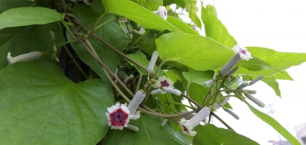 つる雑草ヘクソカズラの駆除方法 おすすめ除草剤