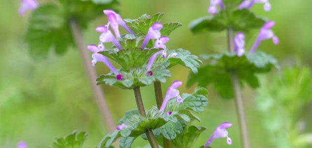 雑草 ホトケノザの駆除方法 おすすめ除草剤