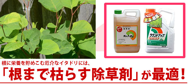 雑草イタドリ スカンポ の駆除方法 おすすめ除草剤