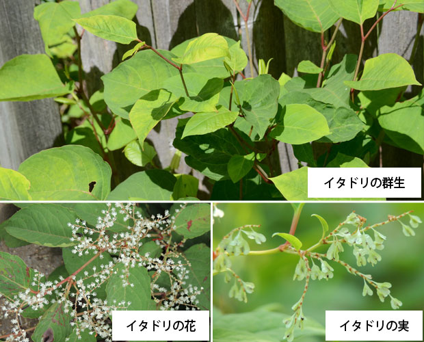 雑草イタドリ スカンポ の駆除方法 おすすめ除草剤