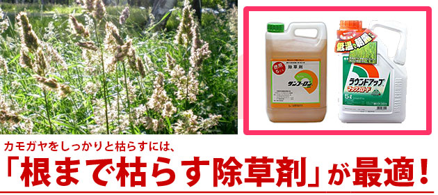 雑草 カモガヤ 除草剤 サンフーロン ラウンドアップ