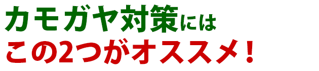 雑草 カモガヤ 雑草 除草 防除