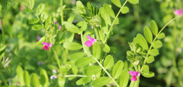 雑草 カラスノエンドウの駆除方法 おすすめ除草剤