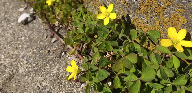 カタバミの駆除方法 おすすめ除草剤