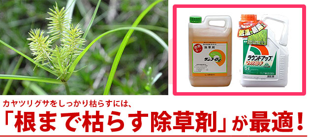 雑草 カヤツリグサの駆除方法 おすすめ除草剤
