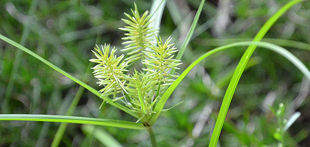 雑草 カヤツリグサの駆除方法 おすすめ除草剤