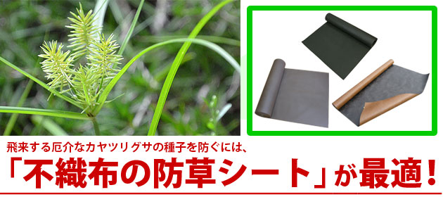 雑草 カヤツリグサ 除草剤 サンフーロン ラウンドアップ