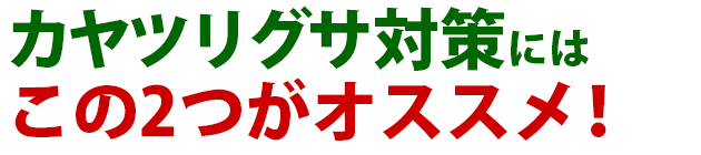 雑草 カヤツリグサ 雑草 除草 防除