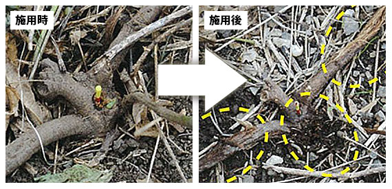 雑草クズ 葛 の駆除方法 おすすめ除草剤