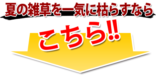 こちら!