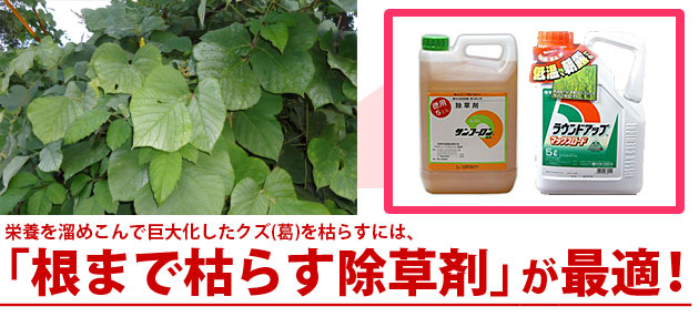 雑草クズ 葛 の駆除方法 おすすめ除草剤