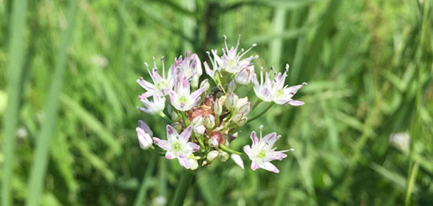 雑草 ノビルの駆除方法 おすすめ除草剤