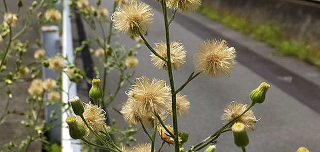 雑草 オオアレチノギクの駆除方法 おすすめ除草剤