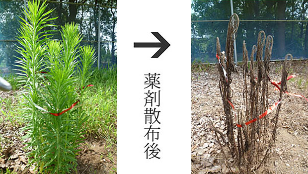 雑草 オオアレチノギクの駆除方法 おすすめ除草剤