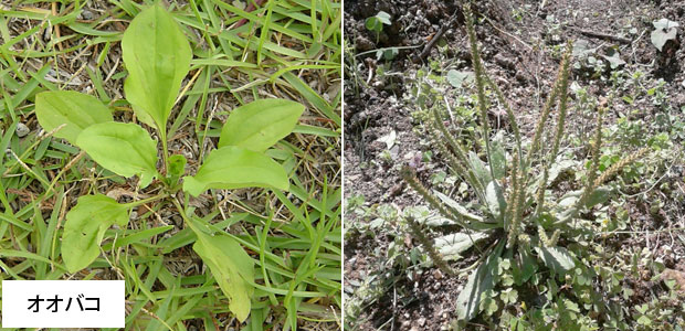 オオバコの駆除方法 おすすめ除草剤