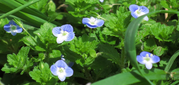 雑草 オオイヌノフグリの駆除方法 おすすめ除草剤