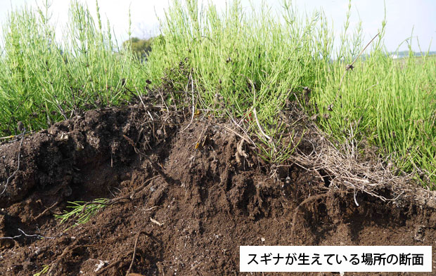 雑草と種子 繁殖方法について