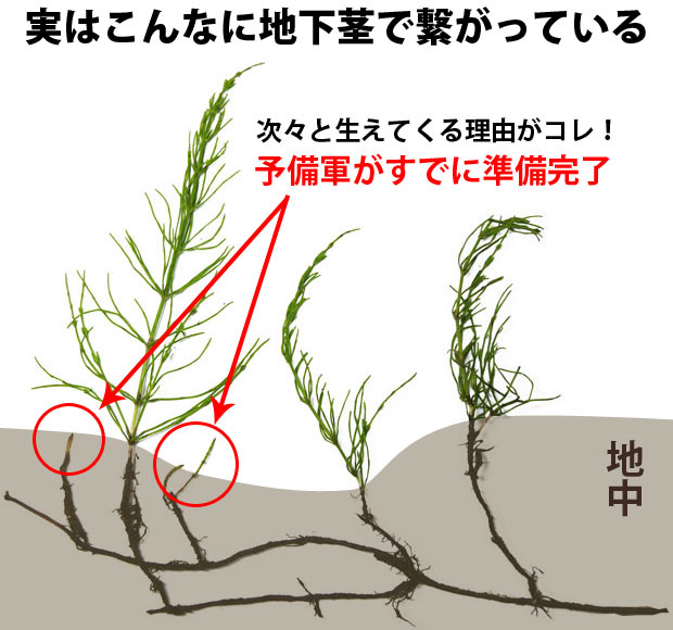 スギナの駆除方法と繁殖の予防 除草剤 防草シート