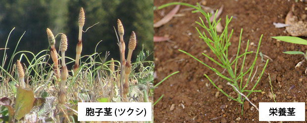 スギナの駆除方法と繁殖の予防 除草剤 防草シート