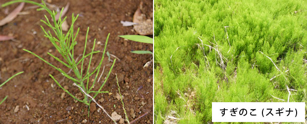 雑草すぎのこ 杉の子 の駆除方法 おすすめ除草剤