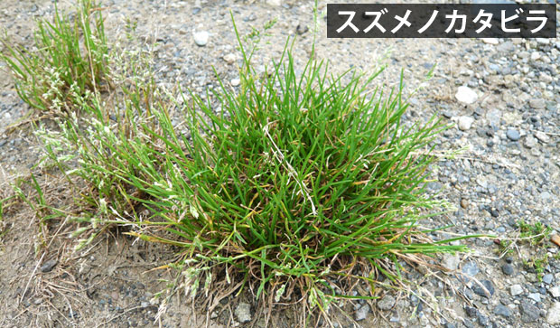 スズメノカタビラの駆除方法 おすすめ除草剤