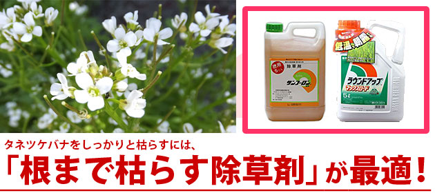 タネツケバナ 除草剤 サンフーロン ラウンドアップ