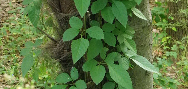 つる雑草ヤブガラシの駆除方法 おすすめ除草剤