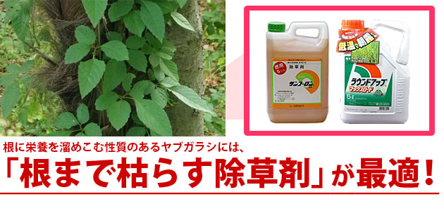 つる雑草ヤブガラシの駆除方法 おすすめ除草剤