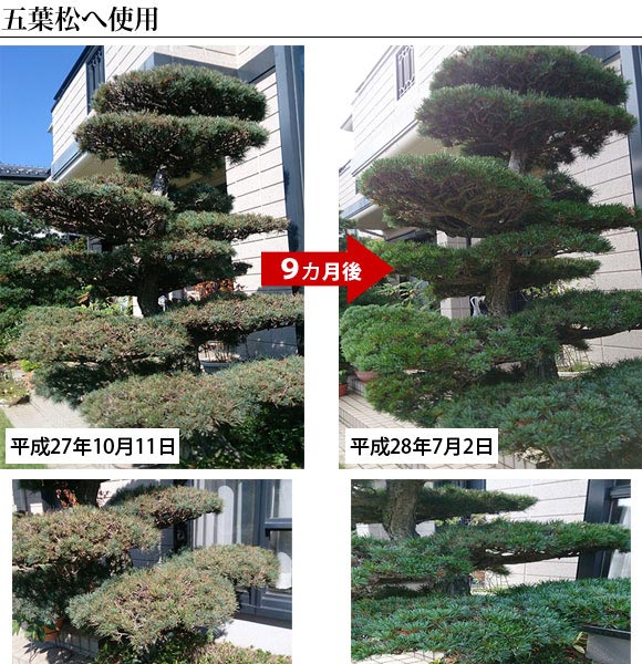 庭木 植木の剪定後の手入れ