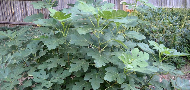 イチジク 無花果 への肥料のやり方 時期について