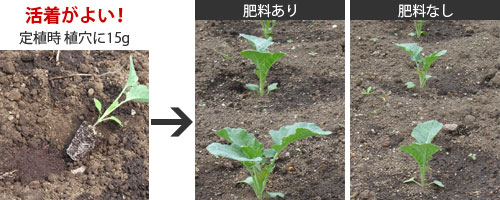 植穴への施肥