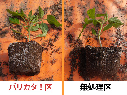 活力剤 バリカタ! ミニトマト 苗