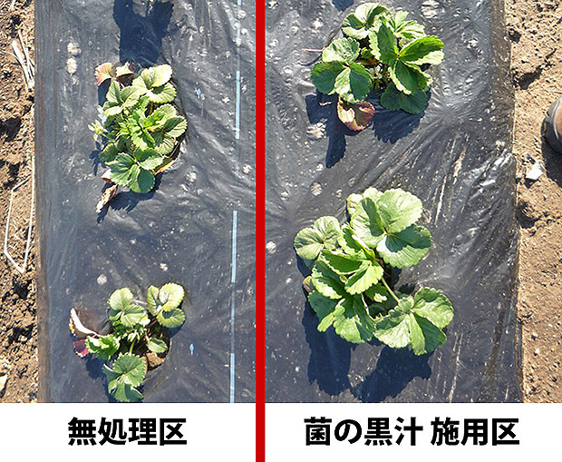 液体肥料 液肥 菌の黒汁 有機jas対応 菌体資材